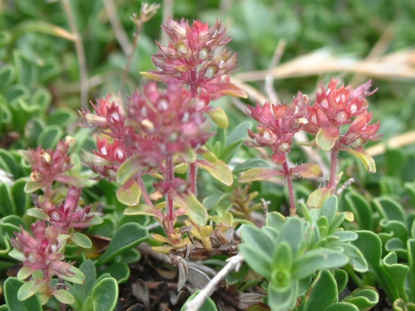 piante striscianti - Globularia meridionalis e Thymus sp.